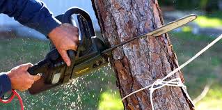 How Our Tree Care Process Works  in Ayden, NC